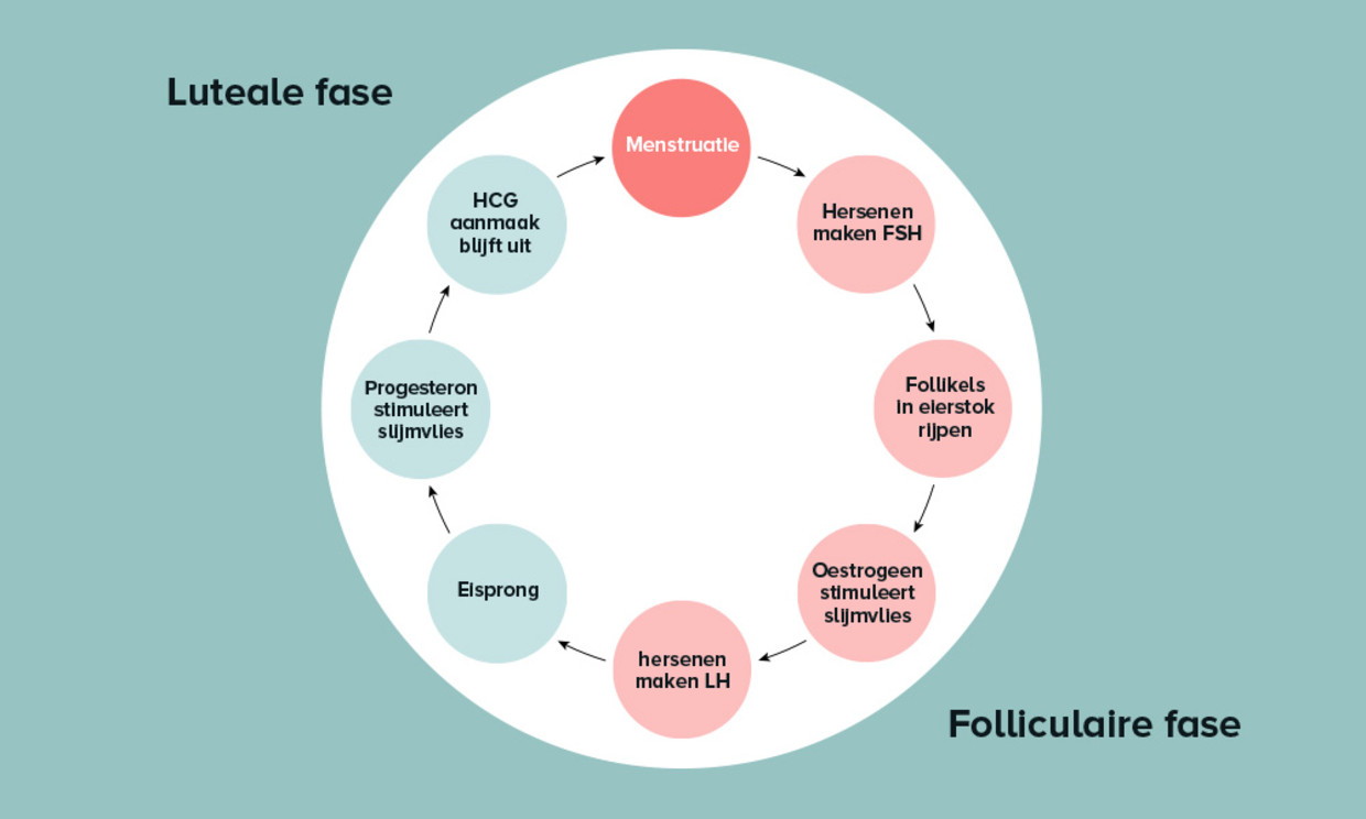 Menstruatiecyclus: Begrijpen En Berekenen - Ouders Van Nu
