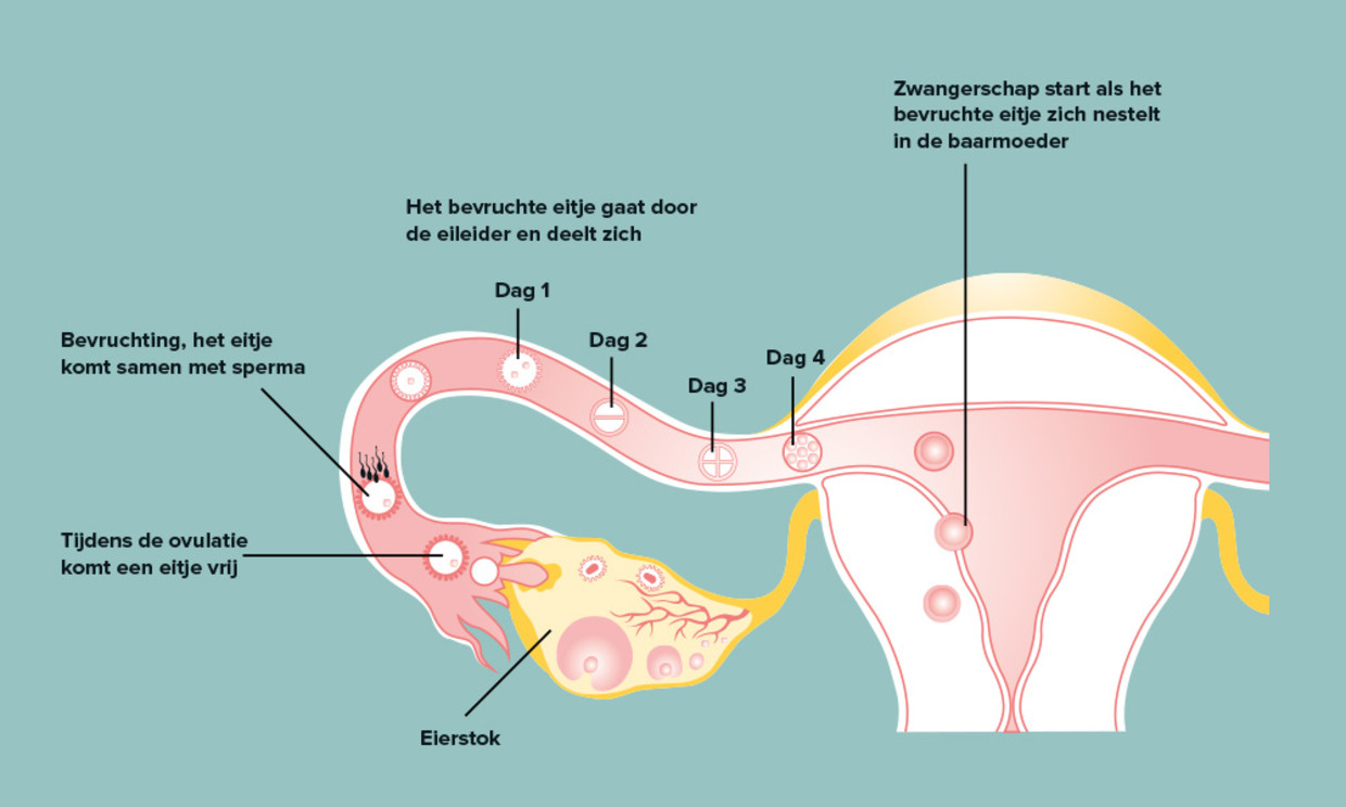 Alles over het embryo de eerste acht weken van je baby Ouders van Nu