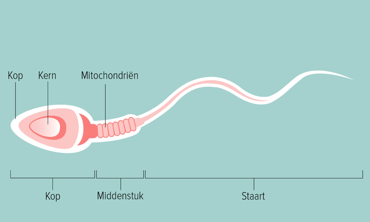 Sperma alles wat je wilt weten over de mannelijke zaadcel foto