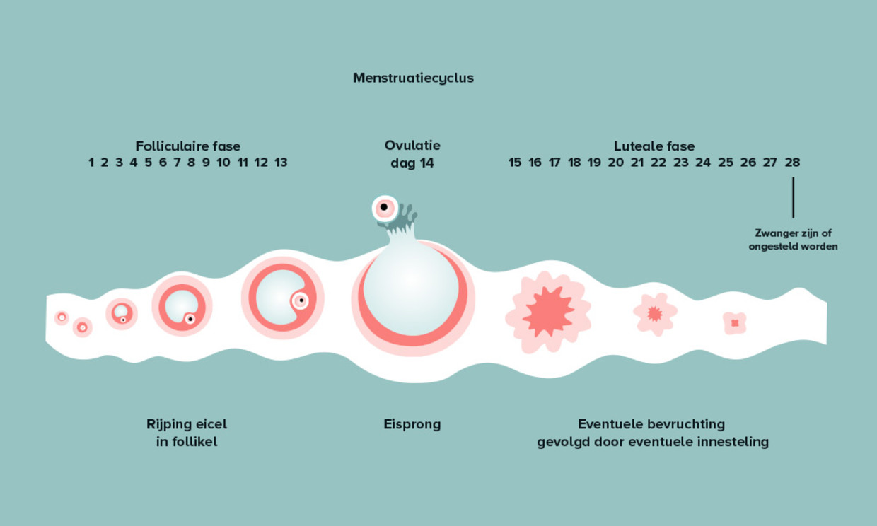 Menstruatiecyclus: Begrijpen En Berekenen - Ouders Van Nu