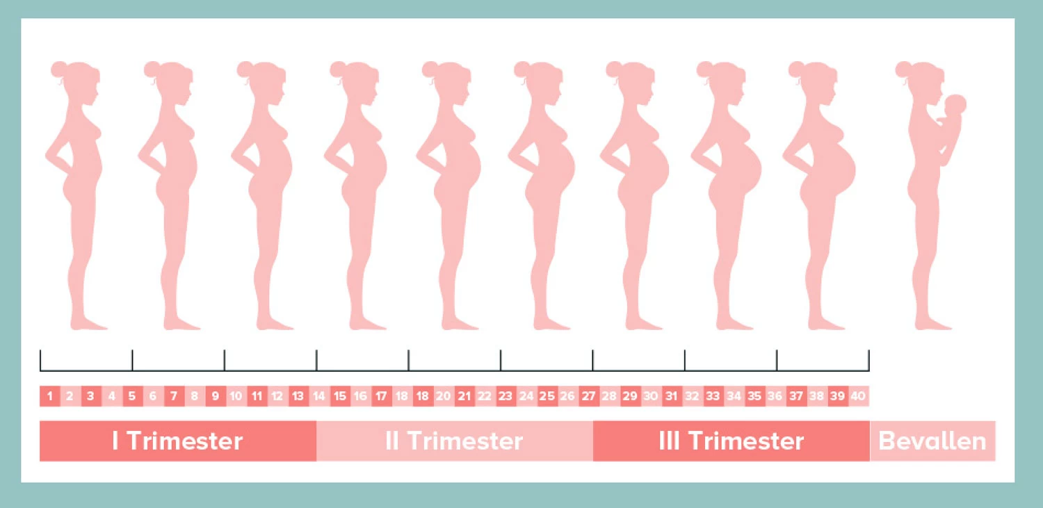8 weken zwanger I Ochtendmisselijkheid en meer kwaaltjes